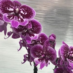 Meet your Posher, Erika